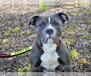 Mutt Dogs for adoption in Martinez, CA, USA