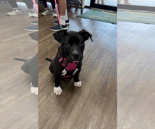 Medium Photo #2 Mutt Puppy For Sale in Euless, TX, USA