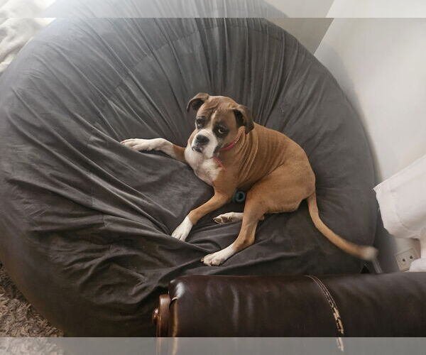 Medium Photo #1 Boxer-Unknown Mix Puppy For Sale in Belleuve, NE, USA