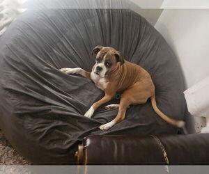 Boxer-Unknown Mix Dogs for adoption in Belleuve, NE, USA