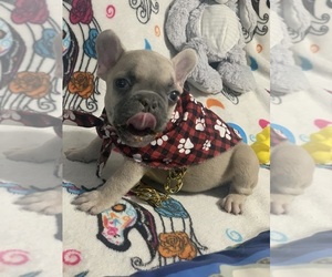 French Bulldog Puppy for sale in MAYWOOD, IL, USA