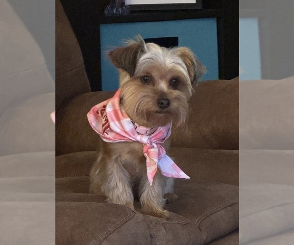 Medium Photo #1 Yorkshire Terrier Puppy For Sale in NEWTON, NC, USA