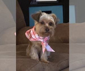 Mother of the Yorkshire Terrier puppies born on 04/20/2026