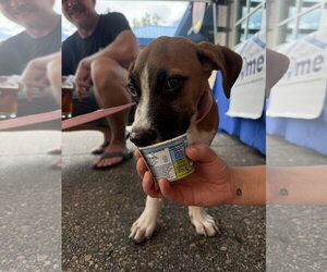 Mutt Dogs for adoption in Fort Collins, CO, USA