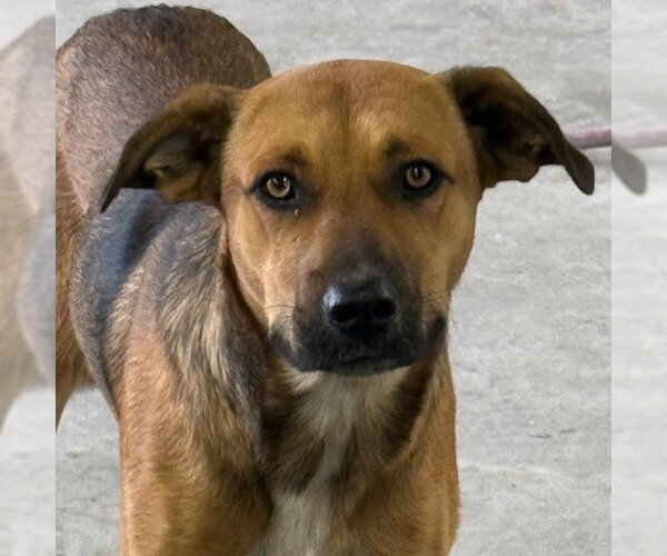 Medium Photo #1 Black Mouth Cur-Unknown Mix Puppy For Sale in Canton, CT, USA