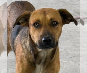 Black Mouth Cur-Unknown Mix Dogs for adoption in Canton, CT, USA