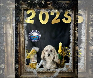 Havanese-Unknown Mix Dogs for adoption in Arcadia, FL, USA