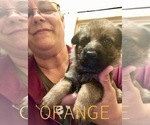 Small Photo #2 German Shepherd Dog Puppy For Sale in BEDFORD, IN, USA