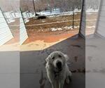 Small #3 Great Pyrenees