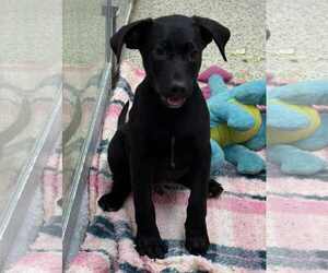 Labrador Retriever-Retriever Mix Dogs for adoption in Mechanicsburg, PA, USA