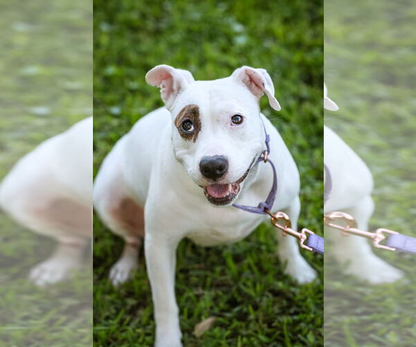 Medium Photo #3 Mutt Puppy For Sale in  Gainesville, FL, USA