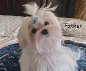 Father of the Maltese puppies born on 01/05/2024