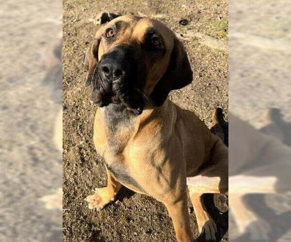 Medium Photo #3 Brazilian Mastiff-Great Dane Mix Puppy For Sale in Jasper, AL, USA