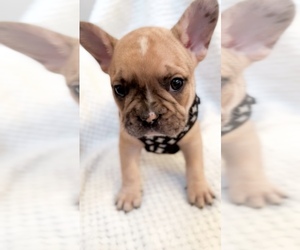 French Bulldog Puppy for sale in EASTVALE, CA, USA