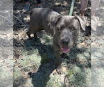 Small American Staffordshire Terrier-Mastiff Mix