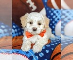 Small Photo #6 Maltese Puppy For Sale in ATGLEN, PA, USA