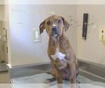 Small American Pit Bull Terrier Mix