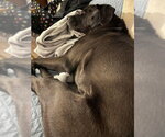 Small #19 Boxer-Brittany Mix