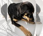 Small #1 Labrador Retriever Mix