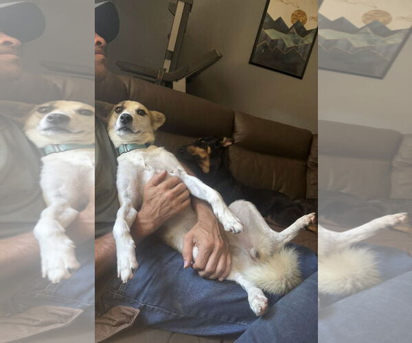 Medium Photo #5 Pembroke Welsh Corgi-Unknown Mix Puppy For Sale in Milpitas, CA, USA