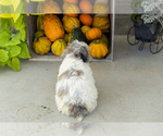 Small #4 Poodle (Miniature)