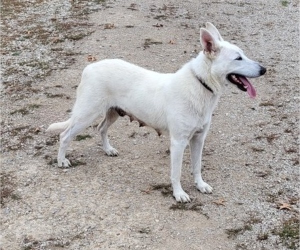 Medium Photo #1 German Shepherd Dog Puppy For Sale in COLONY, KS, USA