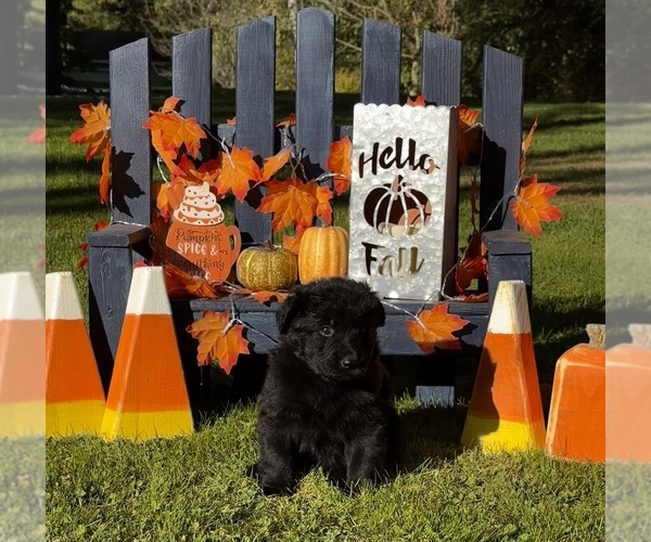 Medium Photo #1 German Shepherd Dog Puppy For Sale in VOLANT, PA, USA