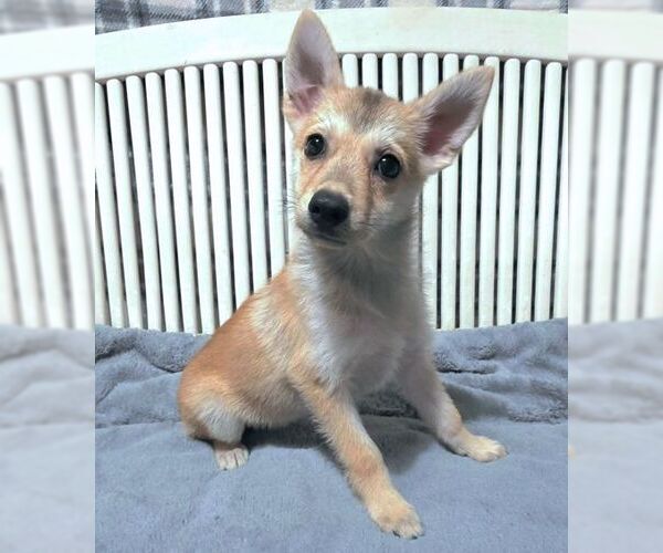 Medium Photo #4 Chiranian Puppy For Sale in Tustin, CA, USA