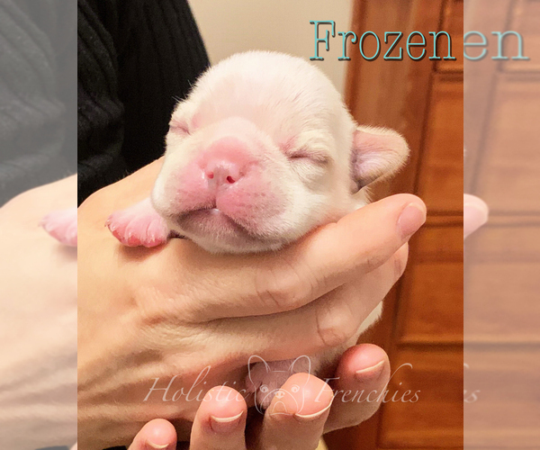 Medium Photo #14 French Bulldog Puppy For Sale in EUGENE, OR, USA