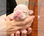 Small Photo #14 French Bulldog Puppy For Sale in EUGENE, OR, USA