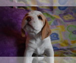 Small Photo #7 Beagle Puppy For Sale in REASNOR, IA, USA