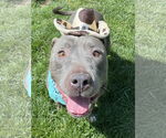 Small #6 American Pit Bull Terrier-American Staffordshire Terrier Mix