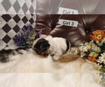 Small #3 Yorkshire Terrier