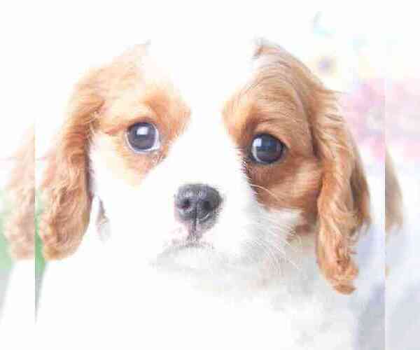 Medium Photo #1 Cavalier King Charles Spaniel Puppy For Sale in RED LION, PA, USA