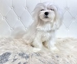 Small Photo #14 Maltese Puppy For Sale in HAYWARD, CA, USA