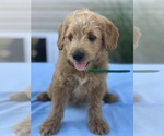 Small Photo #5 Miniature Labradoodle Puppy For Sale in BOWLING GREEN, KY, USA