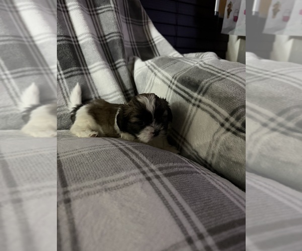 Medium Photo #4 Shih Tzu Puppy For Sale in GLENDALE HEIGHTS, IL, USA