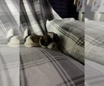 Small #3 Shih Tzu