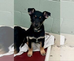 Mutt Dogs for adoption in Webster, WI, USA