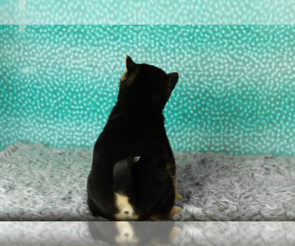 Medium Photo #16 Shiba Inu Puppy For Sale in MILLERSBURG, IN, USA