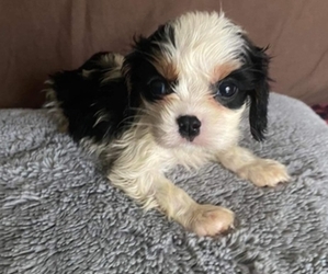Cavalier King Charles Spaniel Puppy for sale in HICKORY, NC, USA