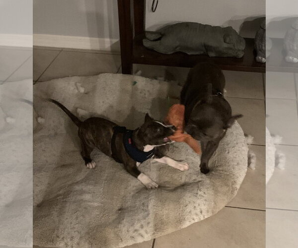 Medium Photo #13 Mutt Puppy For Sale in Sanford, FL, USA