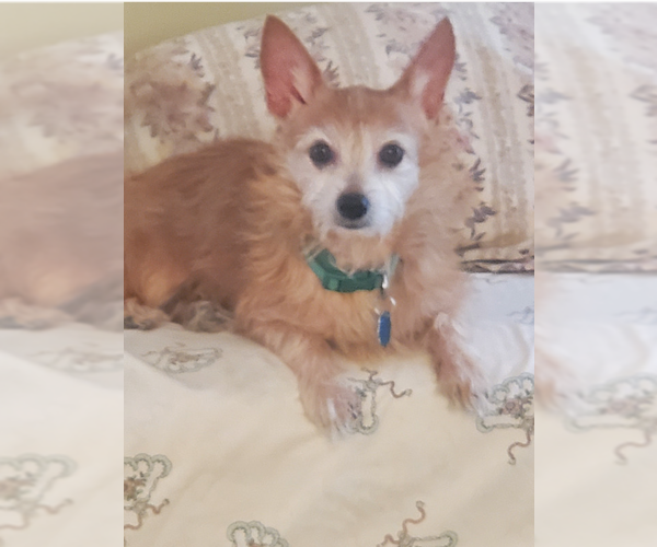 Medium Photo #1 Mutt Puppy For Sale in Vail, AZ, USA