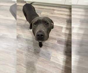 American Pit Bull Terrier-Unknown Mix Dogs for adoption in New London, WI, USA