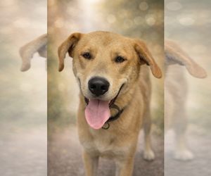 Anatolian Shepherd-Unknown Mix Dogs for adoption in Rustburg, VA, USA
