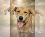 Small Anatolian Shepherd Mix