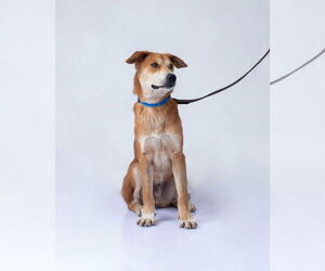 Mutt Dogs for adoption in Oak Bluffs, MA, USA