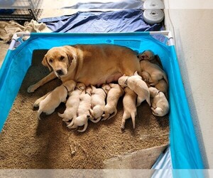 Mother of the Labrador Retriever puppies born on 08/18/2023