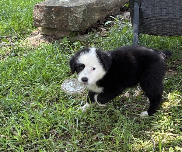 Medium Photo #2 Australian Shepherd-Old English Sheepdog Mix Puppy For Sale in BROKEN BOW, OK, USA
