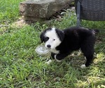 Small #1 Australian Shepherd-Old English Sheepdog Mix